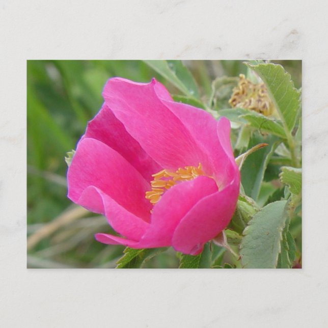Postal F7 Alberta Wild Rosa (Anverso)