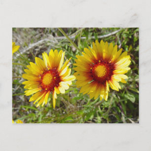 Postal F8 Flor silvestre amarilla Gaillardia