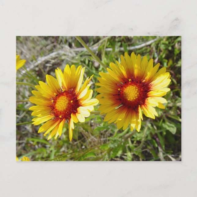Postal F8 Flor silvestre amarilla Gaillardia (Anverso)
