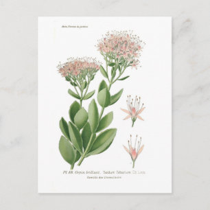 Postal Fabario de Sedum
