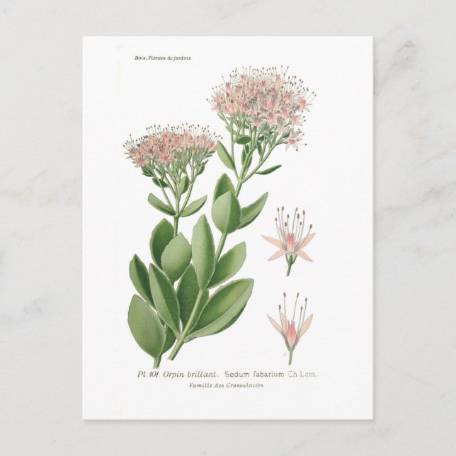 Postal Fabario de Sedum (Anverso)