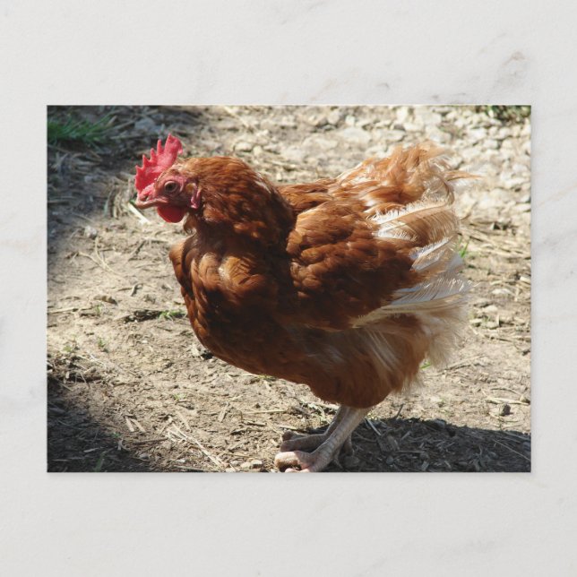 Postal Fábrica Granja Hen (Anverso)