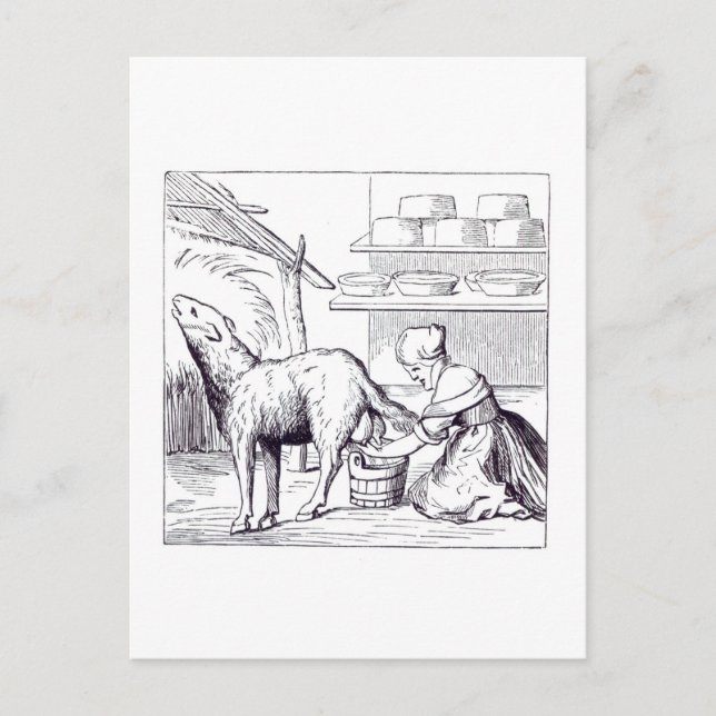 Postal Fabricación de quesos en Suiza, después de una leñ (Anverso)