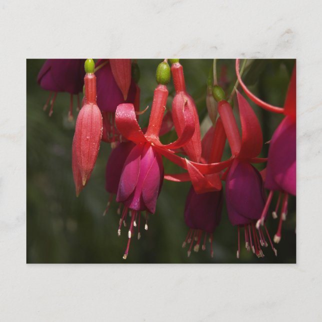 Postal Fabulous Fuscia (Anverso)