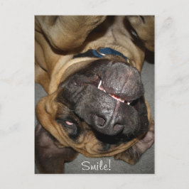 Postal Face feliz - Divertida foto de perro Mastiff en in