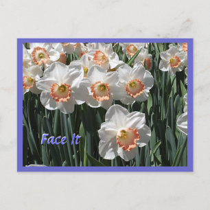 Postal Face It - Daffodils Postcard