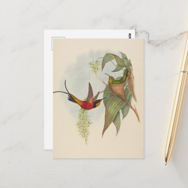 Postal Fairy Topaz | John Gould (Anverso/Reverso In Situ)
