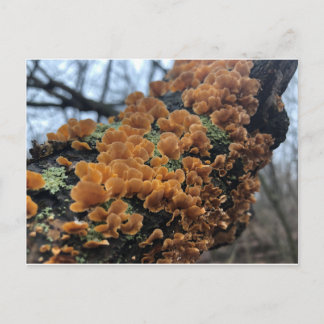 Postal Fairytale Fungus