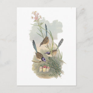 Postal Fairywren morado