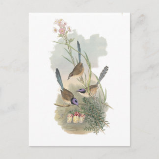 Postal Fairywren morado