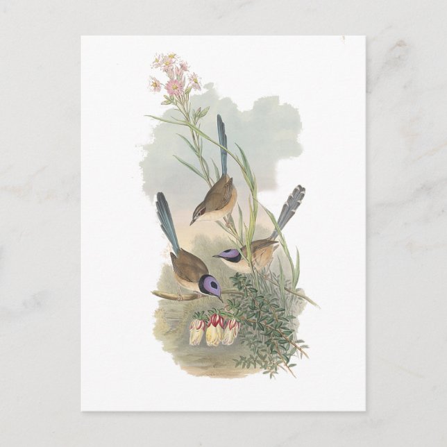 Postal Fairywren morado (Anverso)