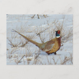 Postal Faisán de collar B22 en nieve
