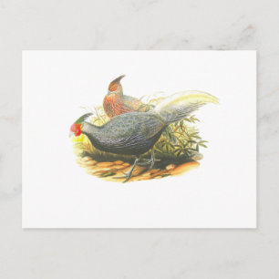 Postal Faisán de Kalij