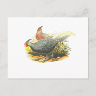 Postal Faisán de Kalij