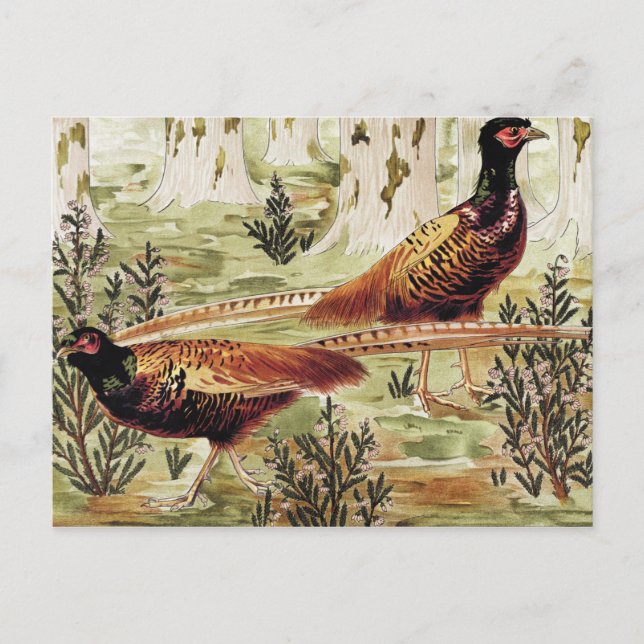 Postal Faisans ordinaires por Maurice Pillard Verneuil (Anverso)