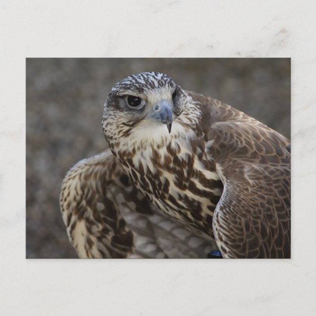 Postal Falco cherrug (Anverso)