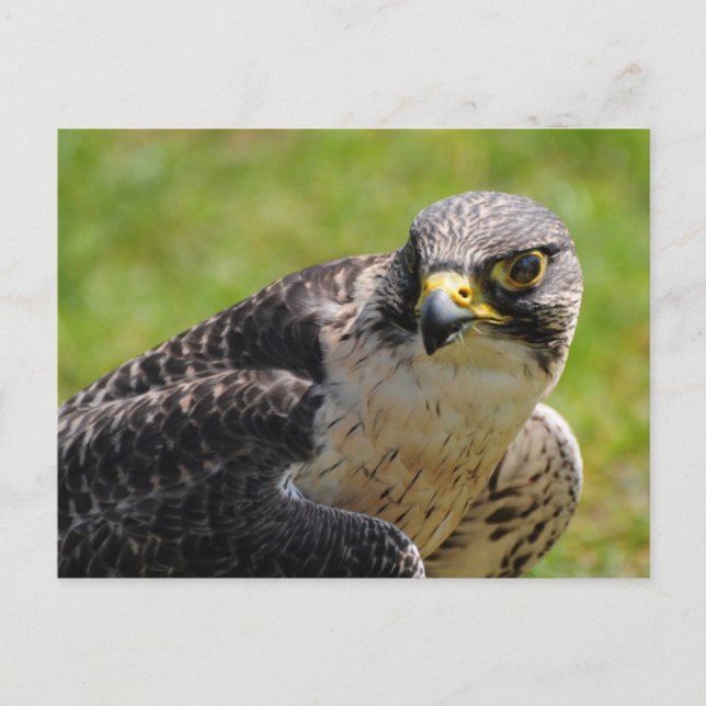 Postal falcón (Anverso)