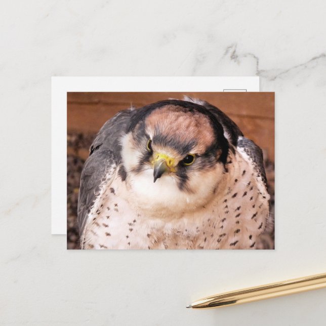 POSTAL FALCON (Anverso/Reverso In Situ)