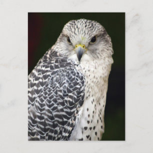 Postal Falcon