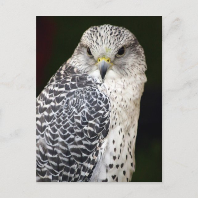 Postal Falcon (Anverso)