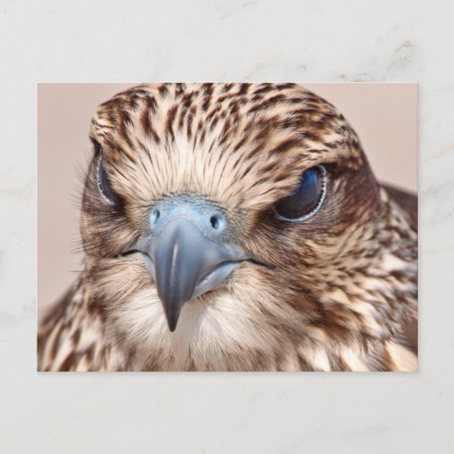 Postal Falcon Close (Anverso)