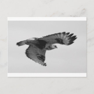 Postal FalconInFlight