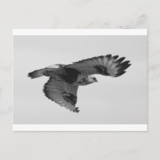 Postal FalconInFlight (Anverso)