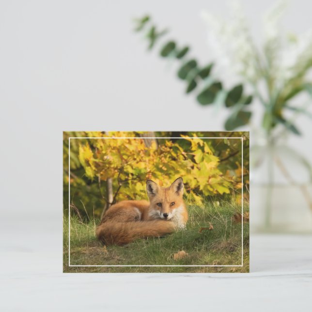 Postal Fall Fox (Anverso de pie)