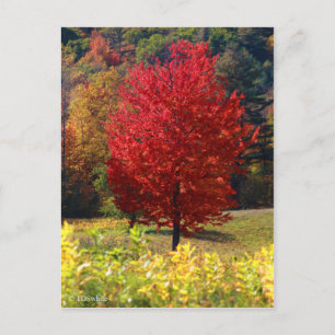 Postal Fall Pictures