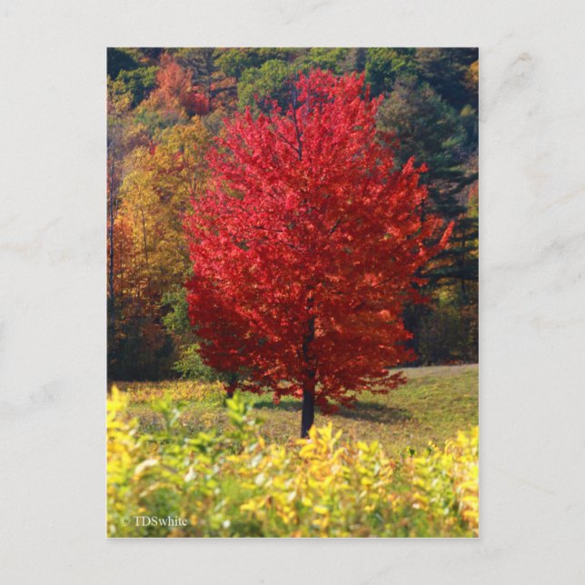 Postal Fall Pictures (Anverso)