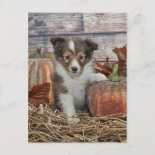 Postal Fall Sheltie Puppy