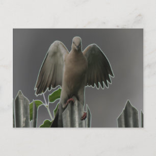 Postal Fallen Angel Dove
