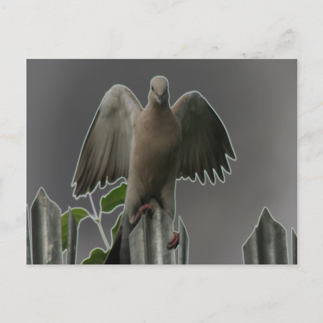 Postal Fallen Angel Dove (Anverso)