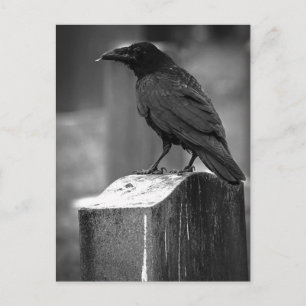 Postal Falln Encontró Una Pluma
