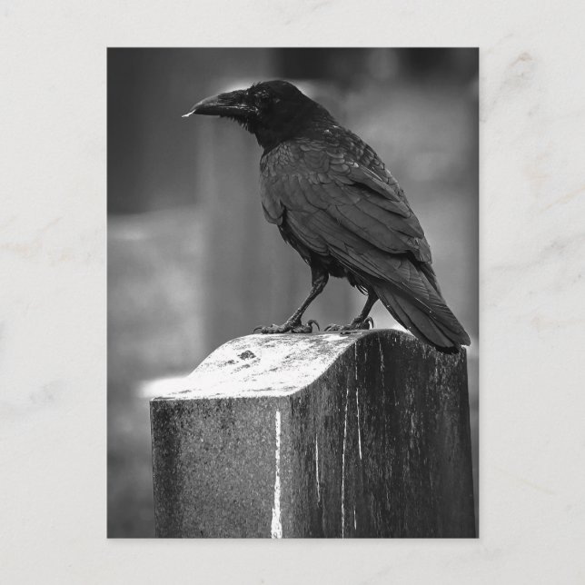 Postal Falln Encontró Una Pluma (Anverso)