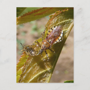 Postal Fallo de asesinos ~ postcard