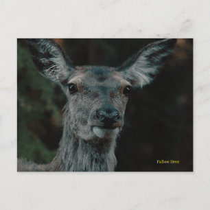 Postal Fallow Deer