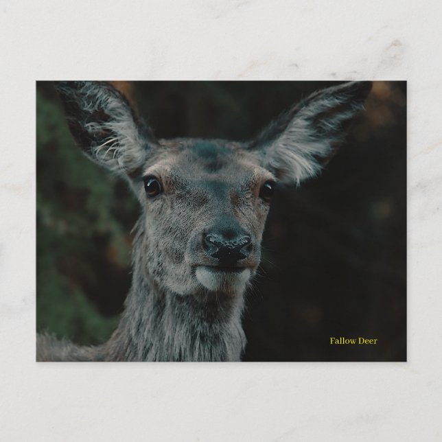 Postal Fallow Deer (Anverso)