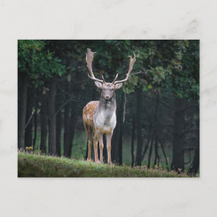 Postal Fallow Deer