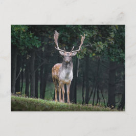 Postal Fallow Deer