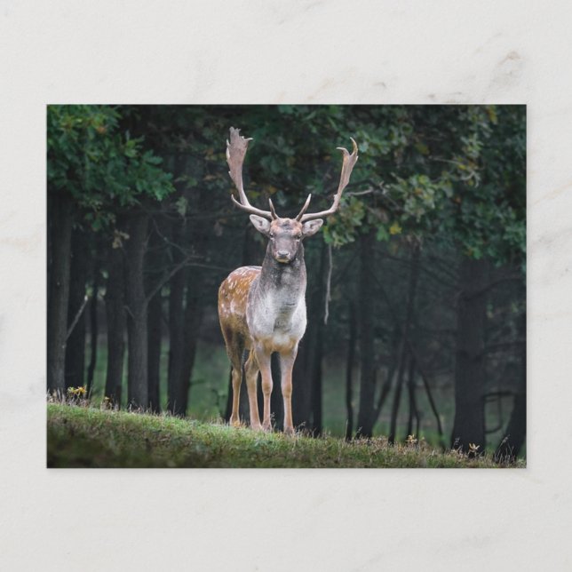 Postal Fallow Deer (Anverso)