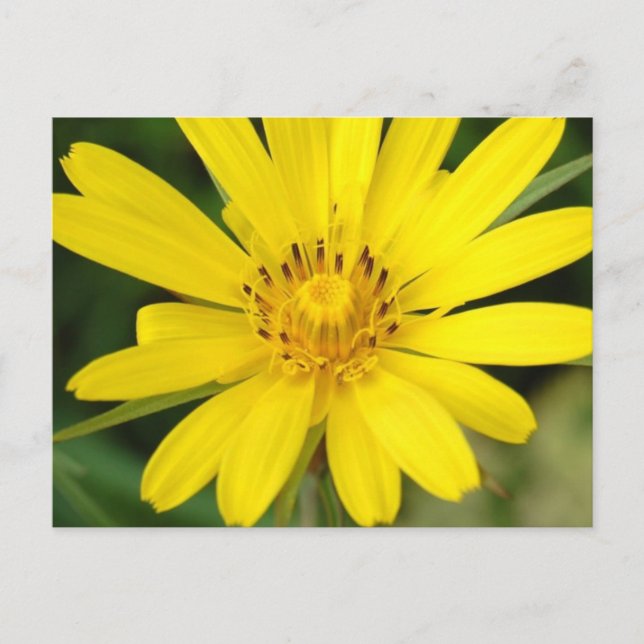 Postal falsa girasol (Anverso)