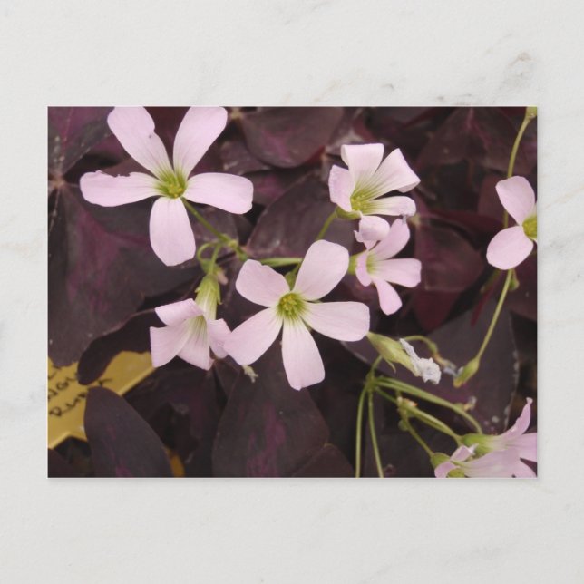 Postal Falsa Shamrock Oxalis Triangularis (Anverso)