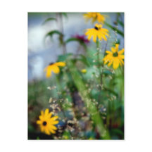 Falta de foco en los Susans de ojos negros