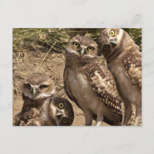 Postal fam uil