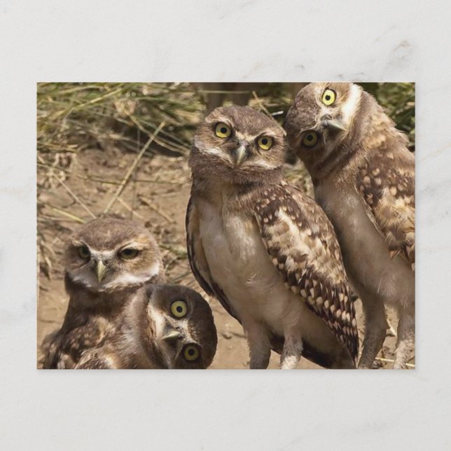 Postal fam uil (Anverso)