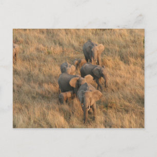 Postal familia aérea de elefantes