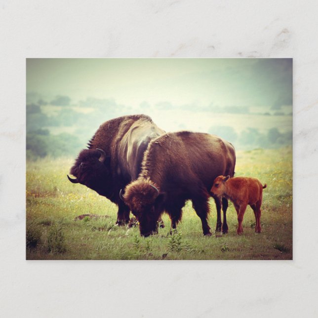Postal Familia Americana de Búfalo (Bison) (Anverso)