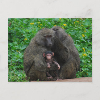Postal Familia Baboon