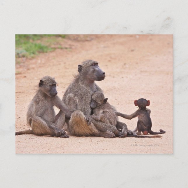 Postal Familia Baboon sentada en el suelo (Anverso)